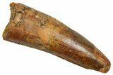 Fossil Spinosaurus Tooth - Feeding Worn Tip #343674-1